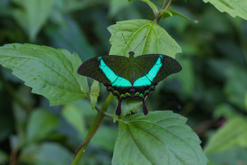 Emerald Swallowtail Butterfly on a leaf