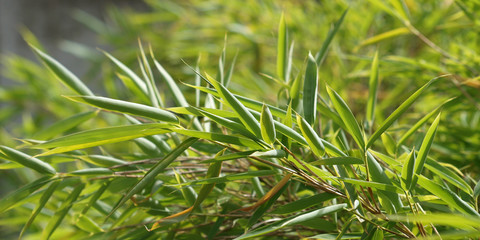 Bambus im Sommer, Spa