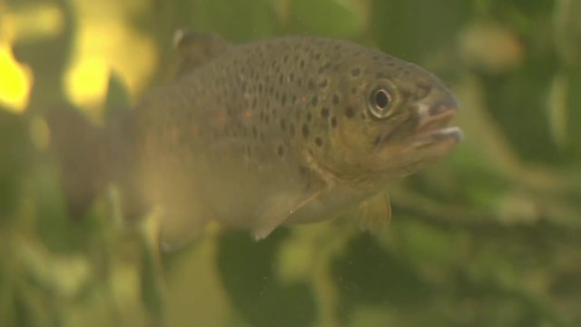 brook trout under water