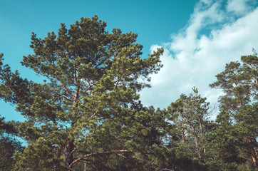 Forrest of green pine trees with blue sky. Nature background, outside. Season spring, summer, autumn. Concept ecology.