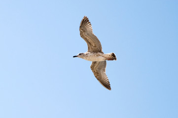 Seagull on the background blue sky