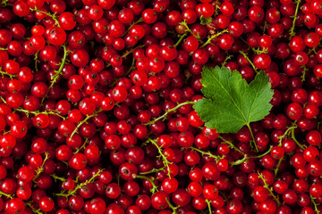 Redcurrant close up