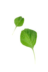 spinach fresh isolated on white