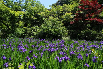 Naklejka premium 花菖蒲
