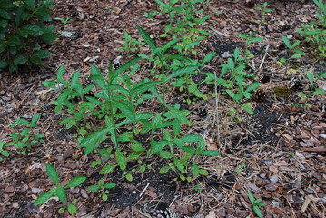 Verbena bonariensis young green shoots. Gardening.