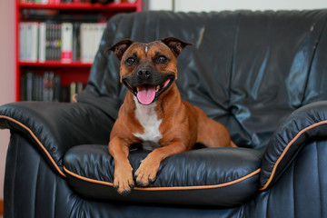 staffordshire bull terrier cute