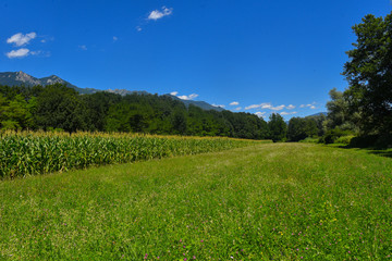Campo di mais in estate