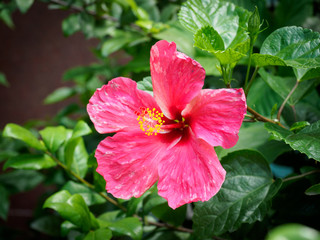 Blooming Rose of Sharon