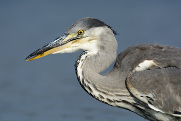 Graureiher auf Nahrungssuche am See - Fischreher