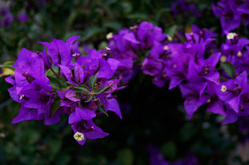 Fototapeta na wymiar Beautiful Flowers