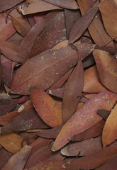 A full page texture of red fall leaves