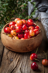 Freshly harvested cherrie.