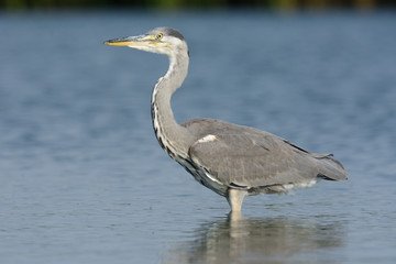 Graureiher auf Nahrungssuche am See - Fischreher