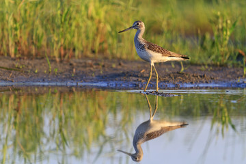 sandpiper and its reflection in water
