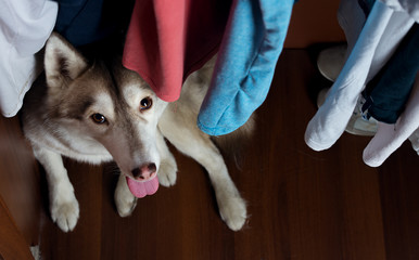 Husky hid in the closet