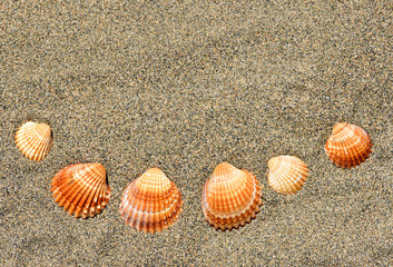 Sea shells on sand. Summer beach background.