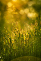  grass in the dew at dawn. sparkling droplets in the sun. natural natural background dawn. all shines and shimmers
