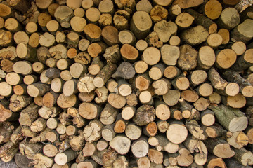 Logs stacked after trees have been felled. Cross section of the timber, firewood stack