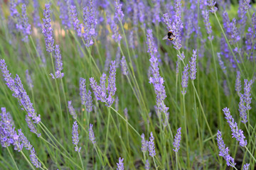 Bumblebee on Lavender