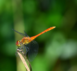 Libellula arancione e gialla su rametto