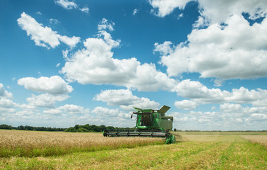 Obraz premium modern combine harvester working on a wheat crop