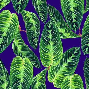 Tropical foliage seamless pattern. Colorful leaves of exotic Calathea Warscewiczii plant on lilac background. Handmade watercolor illustration. 