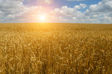 Naklejka premium backdrop of ripening ears of yellow wheat field on the sunset cloudy orange sky background Copy space of the setting sun rays on horizon in rural meadow.