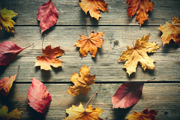 Autumn maple leaves over wooden background