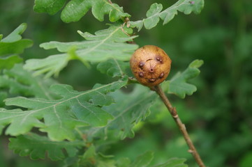Gall on oak