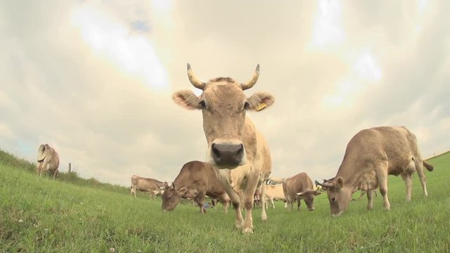 cows on a meadow - germany