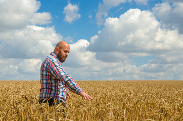 Naklejka na ściany i meble hairless farmer with beard inspecting ripe golden wheat field on the sunny day