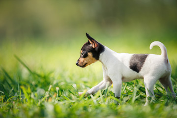 Dogs breed Toy fox terrier puppy