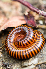 Close up millipede in the spin twist action