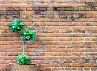 orange brick wall decorate with small plant