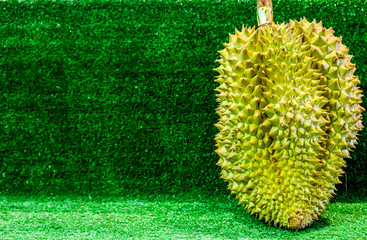 Durian fruit, King of fruits,  Southeast Asia as the "king of fruits", Thai Fruits : Durian, the Controversial King of Tropical Fruits