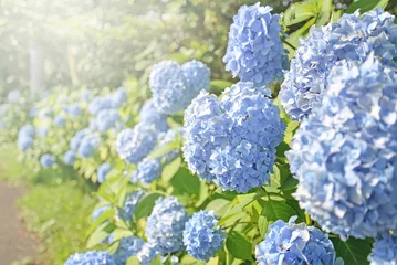 Photo sur Plexiglas Hortensia Blue hydrangea background