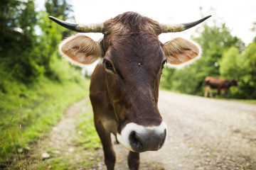 Naklejka na ściany i meble Brown cow on the country road