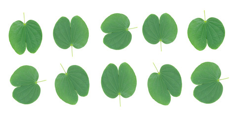 Purple Bauhinia leaf