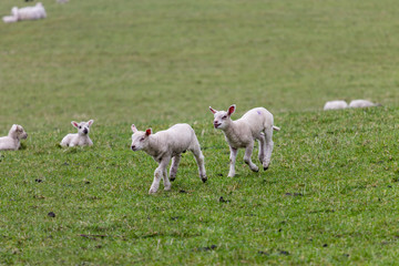 a pair of newborn lambs walking across a filed with lambs resting in the background