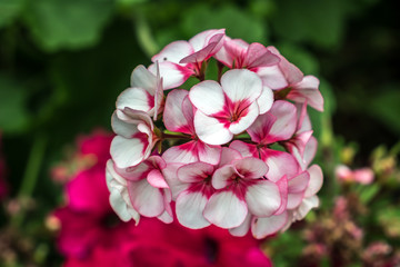 White and pink flower