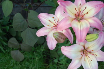 розовая лилия