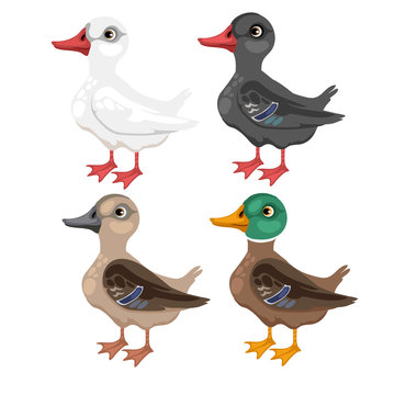 Four cartoon duck in different colors, vector