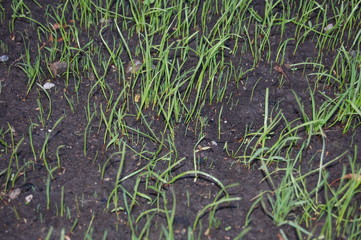 ростки травы