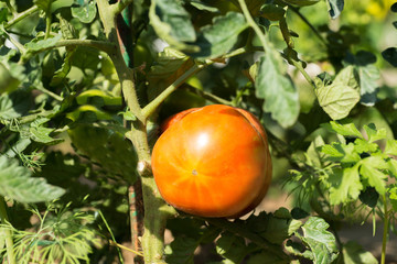 Green Tomatoes in a garden; close up