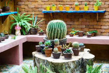 Cactus in pot in cactus garden