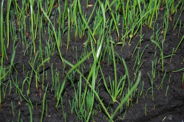ростки травы