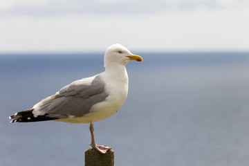 single seagull standing on a pole squawking