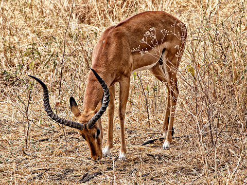 African antilop