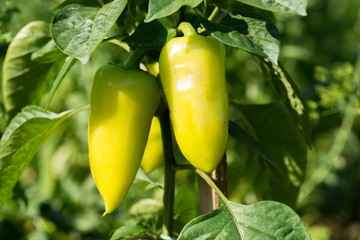 Green sweet pepper plant or bell pepper