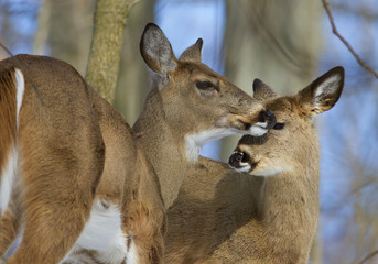 Beautiful photo of a pair of the cute wild deers